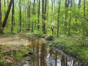 God's Acre Healing Springs