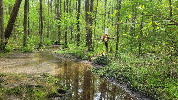 God's Acre Healing Springs