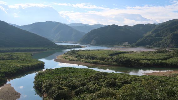 Mangrove Primeval Forest