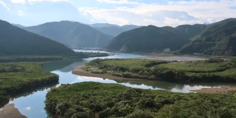 鹿兒島國定公園原始紅樹林
