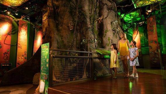 Queensland Museum Tropics | Townsville