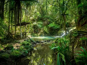 Colo-I-Suva Forest Park