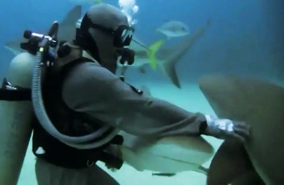Hotels near Shark Alley
