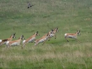 Fort Pierre National Grassland