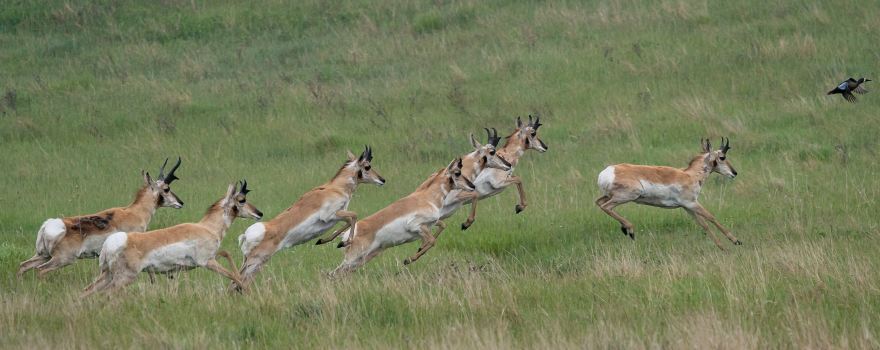 Fort Pierre National Grassland