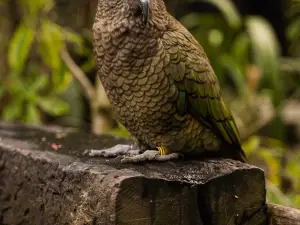 Natureland Wildlife Trust