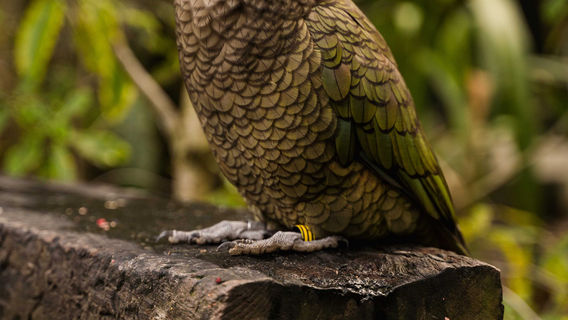 Natureland Wildlife Trust