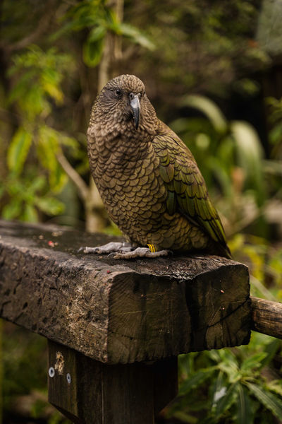 Natureland Wildlife Trust