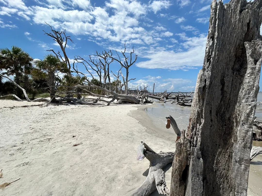 3_Driftwood Beach