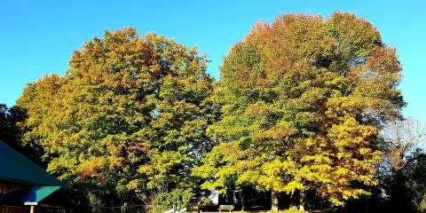 Proctor Park Conservation Area