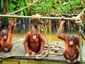 Bukit Merah Orang Utan Island Foundation