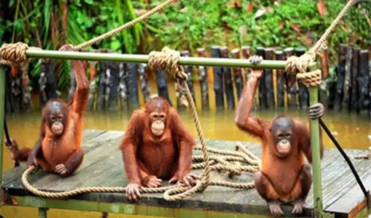Отели в г. Simpang Empat Semanggol