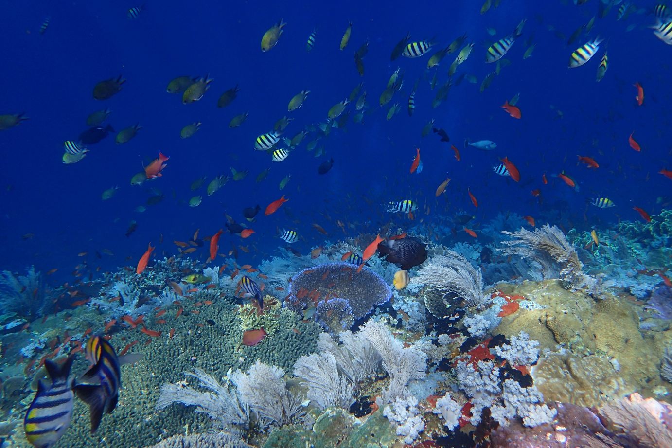 Batu Bolong Reef