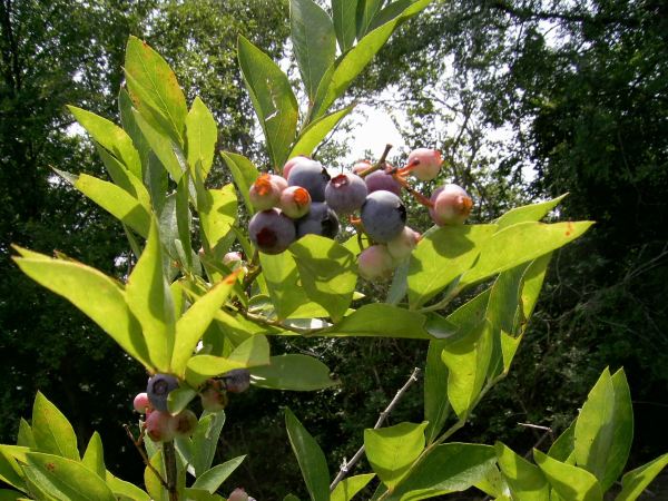 Berry Patch Farms