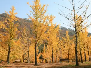 Hongcheon Ginkgo Forest