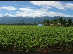 MSR Grapes Garden
