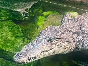 Reptile Lagoon