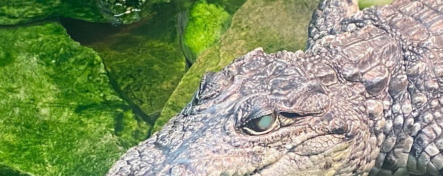Reptile Lagoon