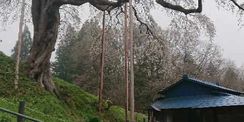 外大野のしだれ桜
