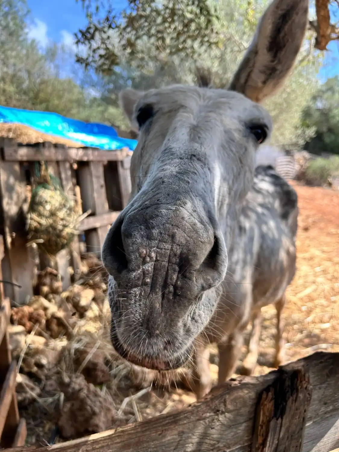 Hotels near Menorca Donkey Rescue