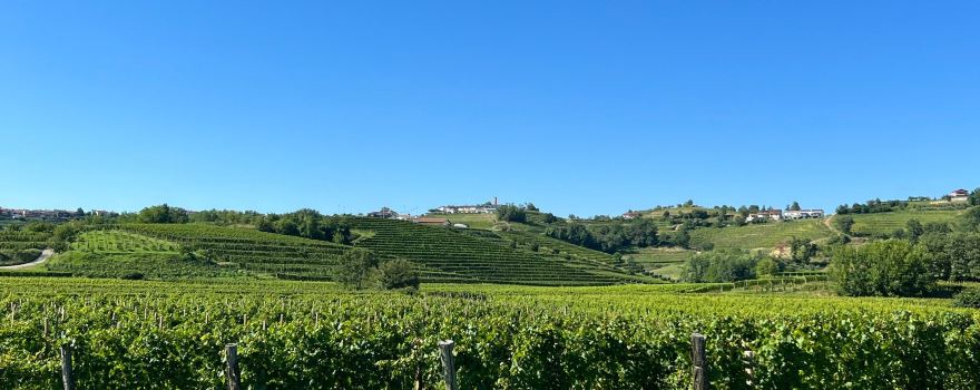 Ščurek vino-wine