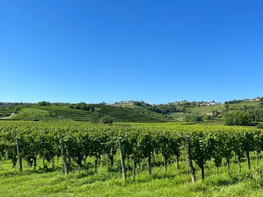 Ščurek vino-wine
