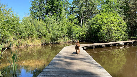 Hondenlosloopzone Kikbeek