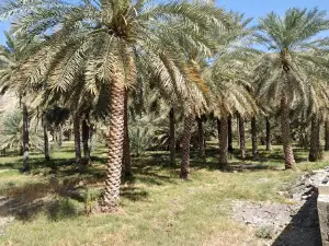 Bayt Ar Ridaydah
