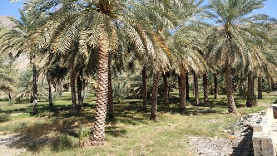 Bayt Ar Ridaydah