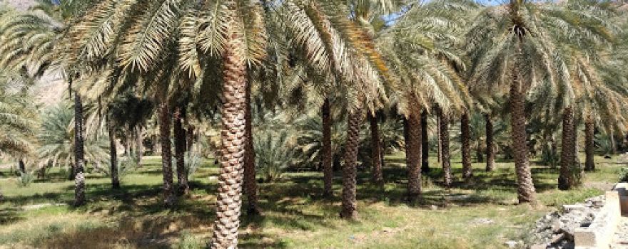 Bayt Ar Ridaydah