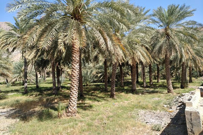 Bayt Ar Ridaydah