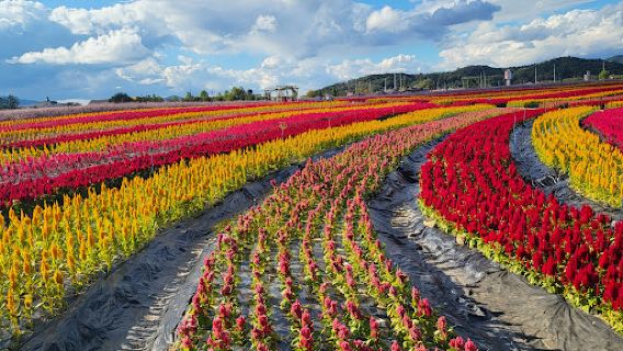 Goseokjeong Flower Garden