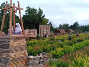 Taman Bunga Celosia Sungailiat
