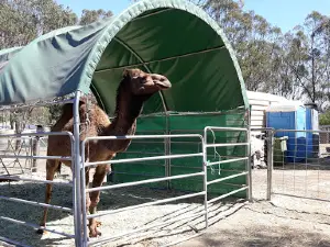 Ottaba Llamas