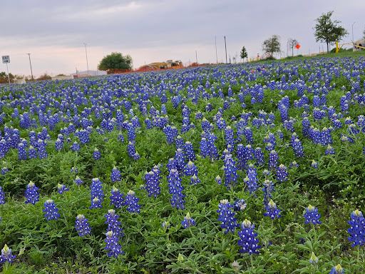 Old Settlers Park