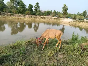 Dhalkebar