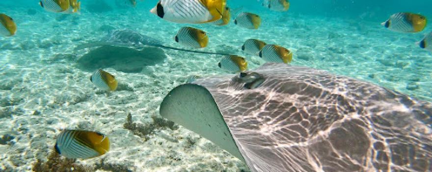 Rohivai Tours