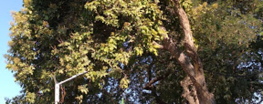Parshmani Garden, RBT Road