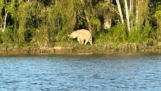 Kinabatangan