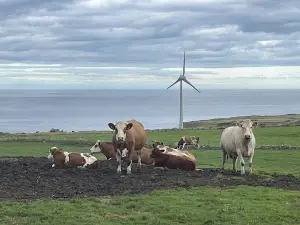 Down On The Farm