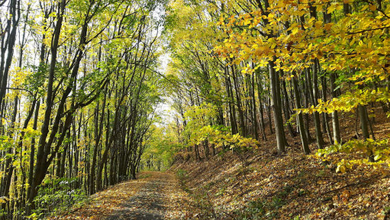 Vyhlídka na Dubové hoře
