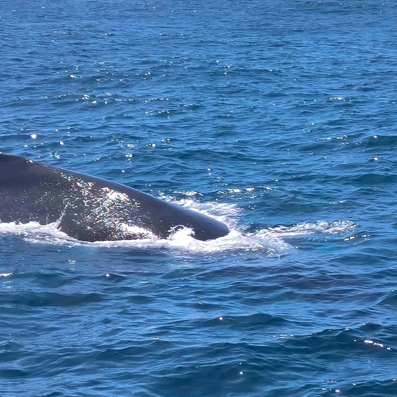 5_Sydney Whale Watching Cruise