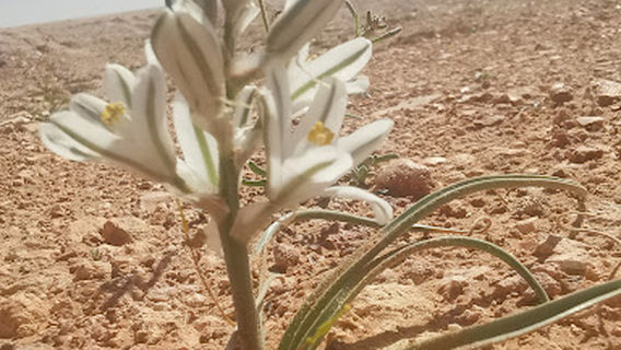 La Réserve Naturelle de Naâma