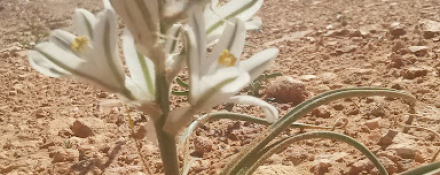 La Réserve Naturelle de Naâma