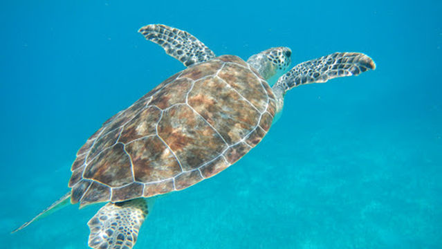 Sea Trek Helmet Diving