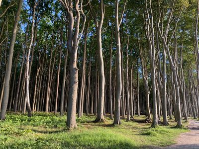Gespensterwald