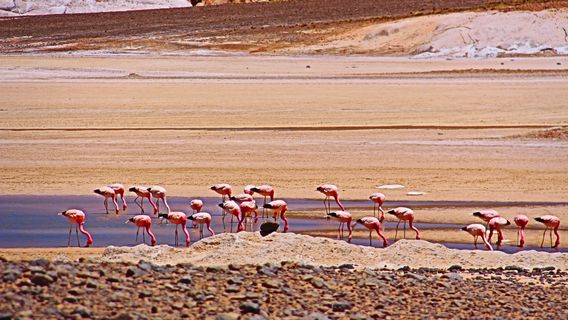 Salar de Aguas Calientes