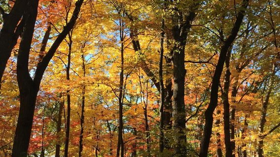 Theodore Wirth Regional Park