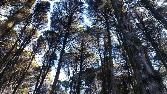 Parque das Sequoias