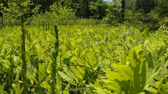 Monroe Lake